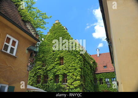 Ivy ricoperta la facciata della casa Foto Stock