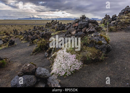 Stone cairns e Timo artico su un Laufskalavarda colmo di lava in Islanda Foto Stock