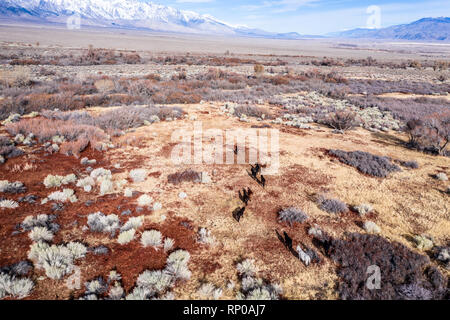 Cavalli al pascolo sul deserto vicino al Lone Pine city. Vista delle montagne coperte di neve. Antenna. California USA Foto Stock