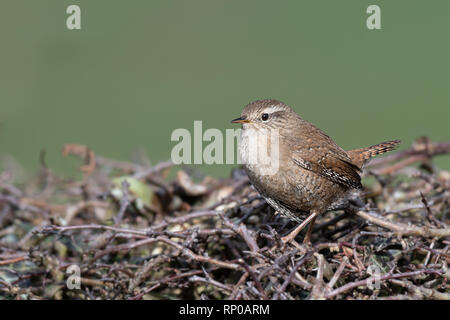 Un piccolo wren appollaiato sulla cima di una siepe. Si tratta di un profilo verticale a sinistra Foto Stock