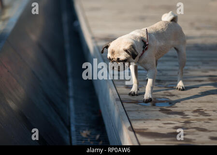 Carino pug sorge e si guarda nella fossa, in cerca di acqua. Molla luminoso sole illumina il suo indietro Foto Stock