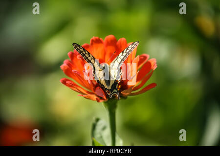 Incredibile colorfull farfalla sul fiore Foto Stock