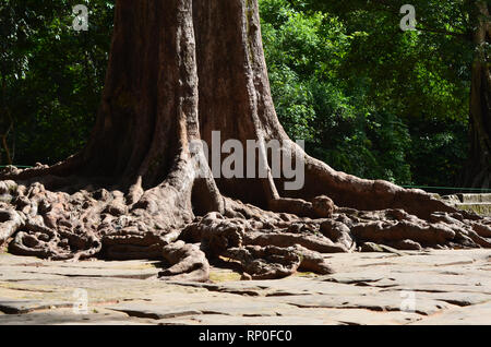 Nodose radici sparse fuori dal tronco di un albero gigante, tentacolare su grandi pietre prima di immergersi tra loro. Dietro si trova un bosco. Foto Stock