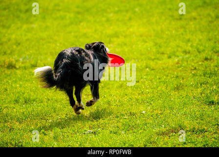 Cane Border Collie all'aperto in esecuzione con disco rosso. Foto Stock