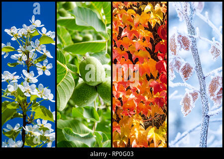 Collage di quattro immagini che rappresentano ogni Stagione: Primavera, estate, autunno e inverno. Foto Stock