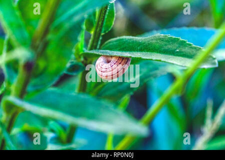 Snail rifugiato in pianta Foto Stock