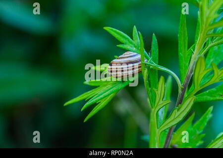 Snail rifugiato in pianta Foto Stock