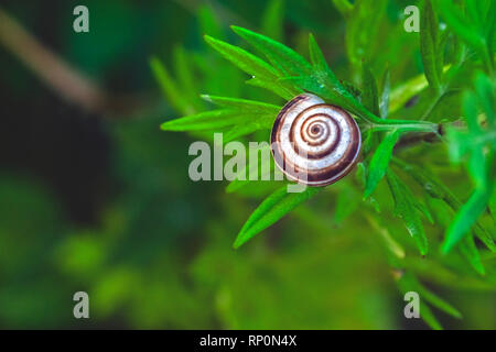 Snail rifugiato in pianta Foto Stock