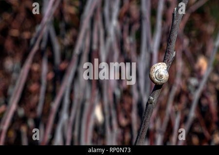 Snail rifugiato in pianta Foto Stock