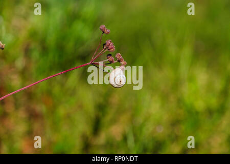 Snail rifugiato in pianta Foto Stock