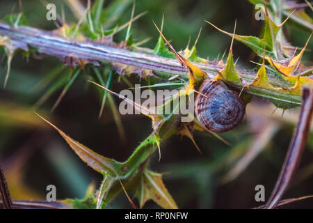 Snail rifugiato in pianta Foto Stock