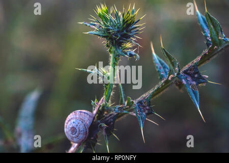 Snail rifugiato in pianta Foto Stock