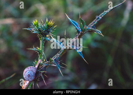 Snail rifugiato in pianta Foto Stock