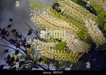 Bianco panna e fiori di colore giallo e nero cialde di sementi della Costa d'Avorio Curl Tree, Buckinghamia celsissima, famiglia Proteaceae. Nativo di foresta pluviale tropicale Foto Stock