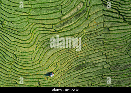 (Vista da sopra) stupefacente veduta aerea di un piccolo capanno su una spettacolare verdi risaie a terrazza che forma una consistenza naturale sulle colline di Luang Prabang Foto Stock