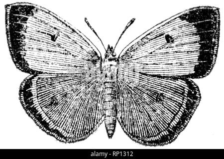 Taglio di legno intagliato, illustrazione presa da "tesoro di storia naturale' da Samuele Maunder, pubblicato 1848 Foto Stock