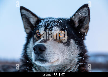 Un adulto Husky siberiano siede pazientemente nella neve. Foto Stock