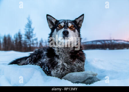 Un adulto Husky siberiano siede pazientemente nella neve. Foto Stock