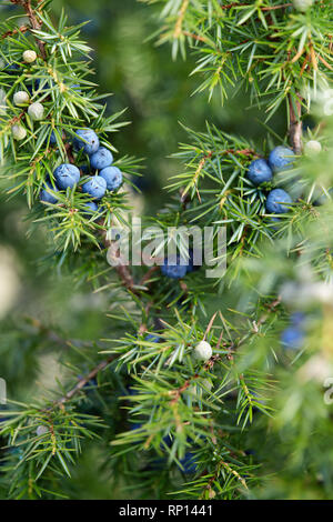 Close-Up delle bacche di ginepro crescono sugli alberi. Ramo di ginepro con bacche blu crescente all'esterno. Foto Stock