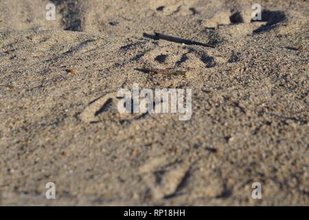 Tracce di anatra nella sabbia Foto Stock