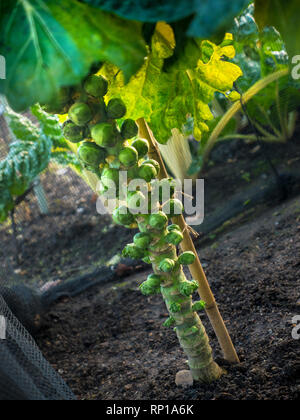 Cavoletti di Bruxelles pianta Brassica oleracea (gruppo Gemmifera) "Braemar" in tarda luce autunnale che cresce dietro rete a rete di protezione insetti enviromesh. Fa parte del Gemmifera Group of Cabbages, coltivato per i suoi boccioli commestibili, Un punto di riferimento tra le verdure invernali in climi temperati freschi coltivati con reti a rete a prova di insetti o pile orticolo. Foto Stock