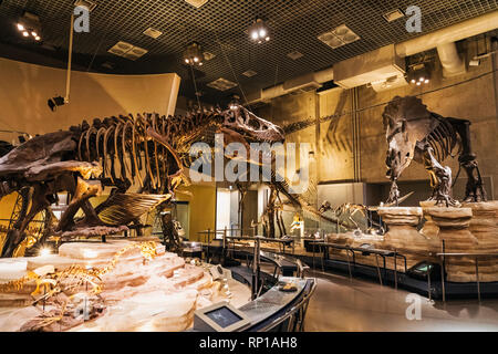 Giappone, Honshu, Tokyo, Hibiya, il parco Ueno, il museo nazionale della scienza e natura, presentano dei dinosauri Foto Stock