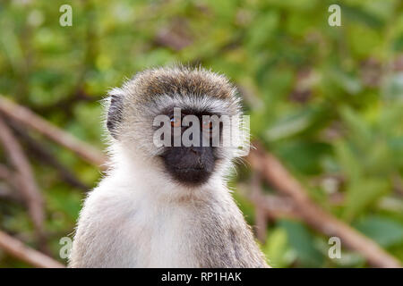 Vista ravvicinata della testa e del viso di scimmia, con alberi sfocata in background Foto Stock