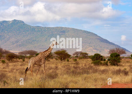 Vista delle Giraffe a Tsavo National Park in Kenya, Africa. Safari auto, cielo blu con nuvole e sfondo di montagna. Foto Stock