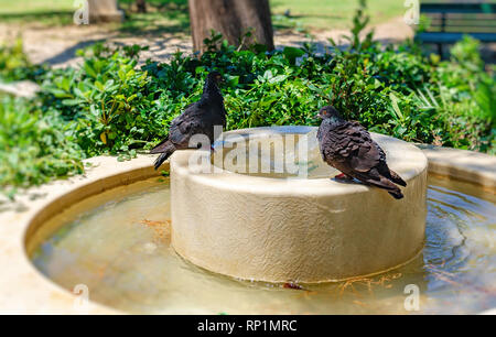 Piccioni bagnarsi nella fontana sul caldo giorno d'estate. Foto Stock