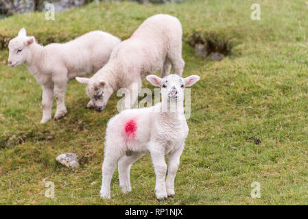 Un grazioso piccolo agnello è in piedi in un campo su una collina durante la primavera. Altri due agnelli sono in background. Foto Stock