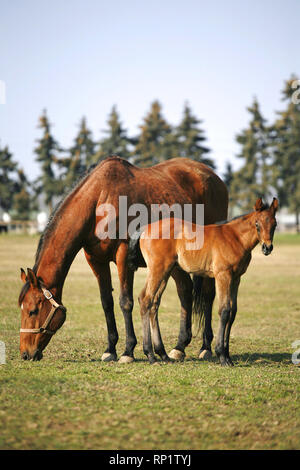 Mare con poche settimane puledro su pascolo close-up Foto Stock