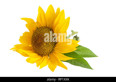 Girasole giallo isolato su sfondo bianco Foto Stock