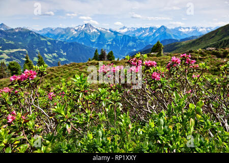 Paesaggio di montagna con rose alpine in primo piano. Valle Zillertal, Zillertal Strada alpina, Austria, Tirolo. Foto Stock