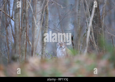 Femmina lince euroasiatica (Lynx lynx), Estonia, Europa Foto Stock