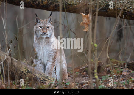 Femmina lince euroasiatica (Lynx lynx), Estonia, Europa Foto Stock