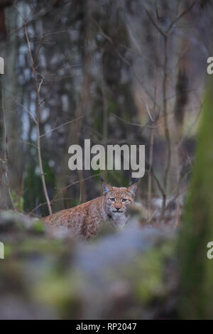 Femmina lince euroasiatica (Lynx lynx), Estonia, Europa Foto Stock
