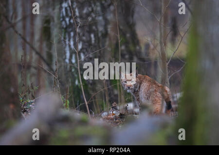 Femmina lince euroasiatica (Lynx lynx), Estonia, Europa Foto Stock