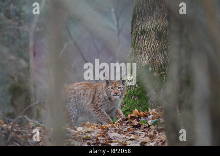 Femmina lince euroasiatica (Lynx lynx), Estonia, Europa Foto Stock