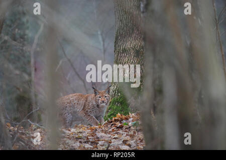 Femmina lince euroasiatica (Lynx lynx), Estonia, Europa Foto Stock