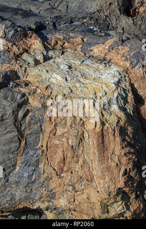 Molto antica pietrificati tronco di albero a Curio Bay Foto Stock