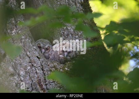 Bruno owlets peeking fuori del nesthole. Europa Foto Stock