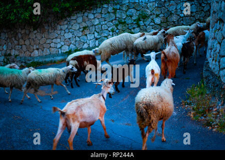 Capre e pecore sulla strada. Concetto di settore con il bestiame in crescita. Luogo rurale con allevamento di bestiame Foto Stock