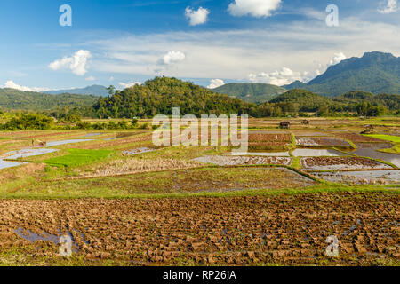 I campi di riso dopo il raccolto, preparare i campi per la semina del riso, paesaggio, Laos Foto Stock