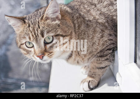 Tabby gatto maschio esce fuori la finestra. Gatto vuole saltare fuori la finestra. Gatti ritratto Foto Stock