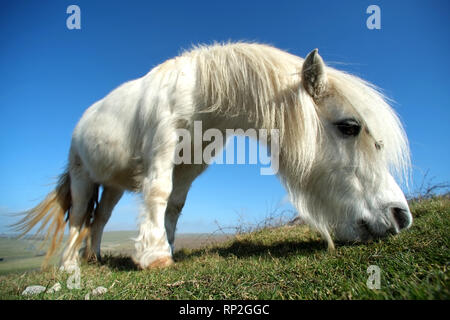 Eastbourne, East Sussex, Regno Unito. Xx Febbraio 2019. Exmoor pony di pascolare su chalk prateria sopra l'iconico sette sorelle chalk cliffs. L'ardito pony aiutano a mantenere l'habitat rari mantenendo l'erba corto a incoraggiare le erbe rare e orchidee, vitale per insetti e numeri di farfalla. Credito: Peter Cripps/Alamy Live News Foto Stock