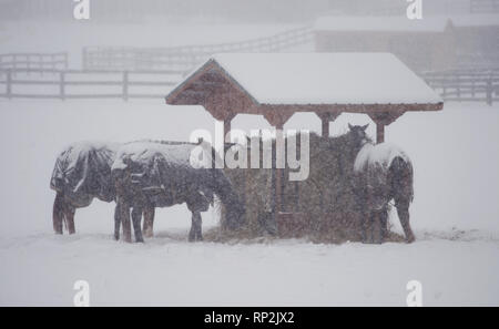 Virginia, Stati Uniti d'America. Xx Febbraio 2019. Durante una tempesta di neve cavalli mangiare del fieno lungo Foggy Bottom Road vicino al Bloomfield, Virginia. (Foto di Douglas Graham/WLP) Credito: William Graham/Alamy Live News Foto Stock