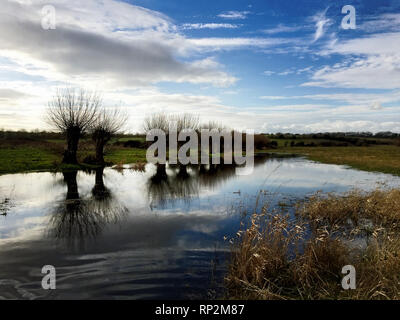 Oxfordshire, Regno Unito. Xx Febbraio 2019. Pollarded salici riflessi nel deflusso in un prato di acqua dal Fiume Windrush in Oxfordshire. La molla come meteo è prevista per ultimo nel Sud per il resto della settimana. Credito: Ric Mellis/Alamy Live News Foto Stock