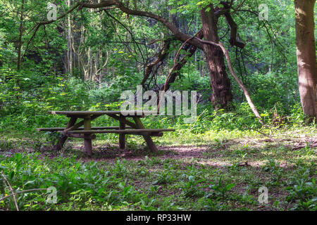 Posto per riposare e mangiare nella foresta della station wagon Marienwaerdt nei Paesi Bassi Foto Stock