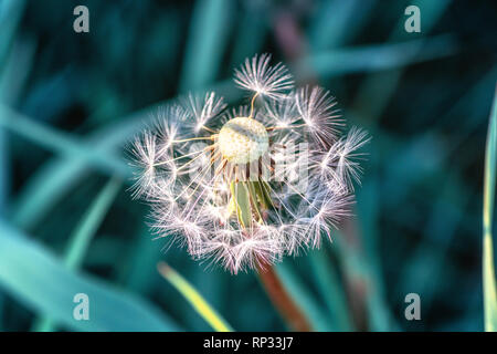 Dente di leone che si è trasformato in una palla rotonda di argento frutti tufted che si disperderà nel vento da qualche parte nei Paesi Bassi Foto Stock