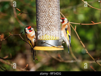 Due goldfinch (Carduelis carduelis, europeo goldfinch) che si nutriscono su un alimentatore di uccelli in un giardino inglese, inverno, Surrey, se Inghilterra (residente nativo) Foto Stock